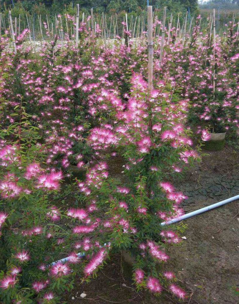 香水合欢树苗合欢花盆栽细叶粉扑花苗室外庭院阳台花卉植物