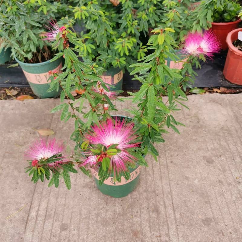 香水合欢树苗合欢花盆栽细叶粉扑花苗室外庭院阳台花卉植物
