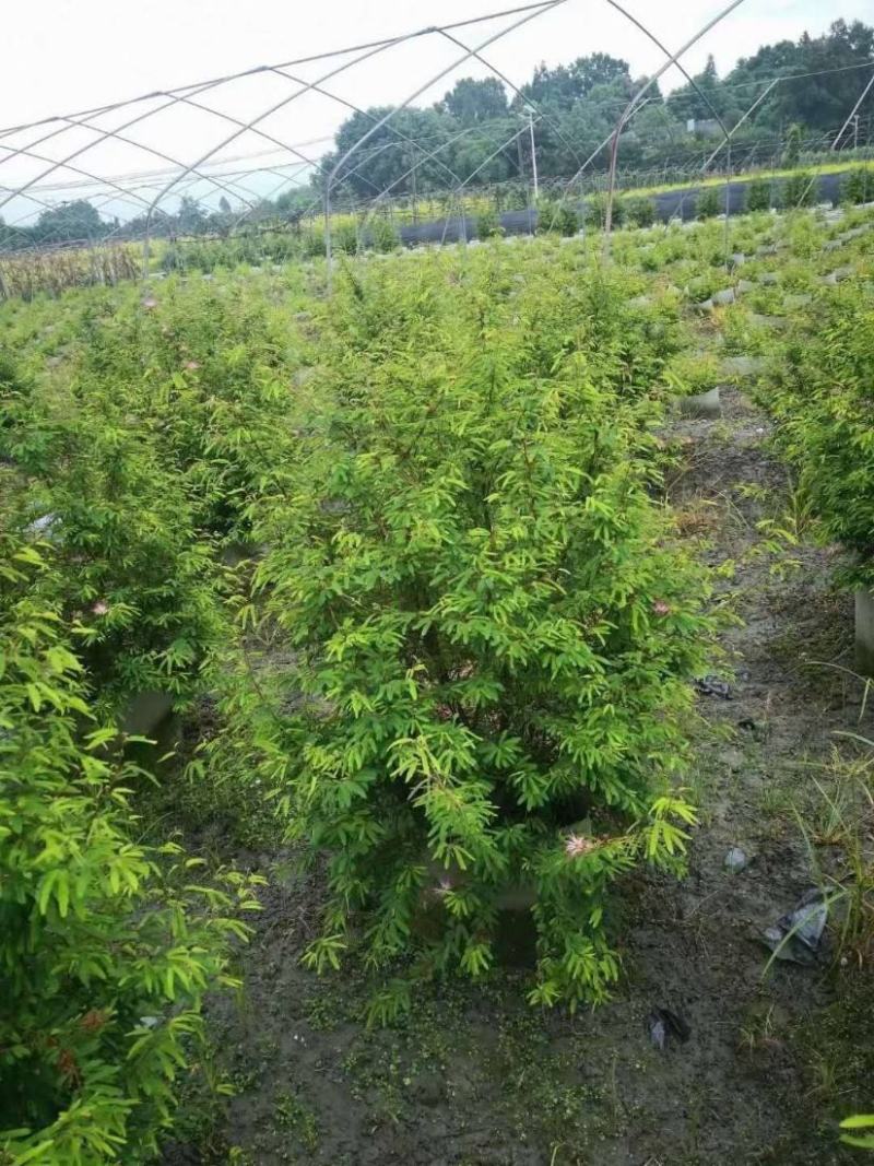 香水合欢树苗合欢花盆栽细叶粉扑花苗室外庭院阳台花卉植物