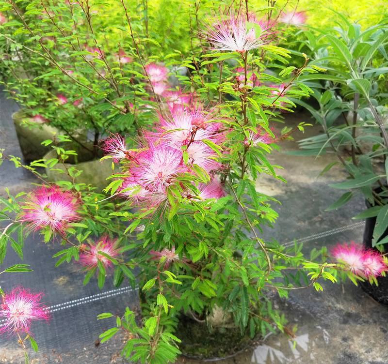 香水合欢树苗合欢花盆栽细叶粉扑花苗室外庭院阳台花卉植物