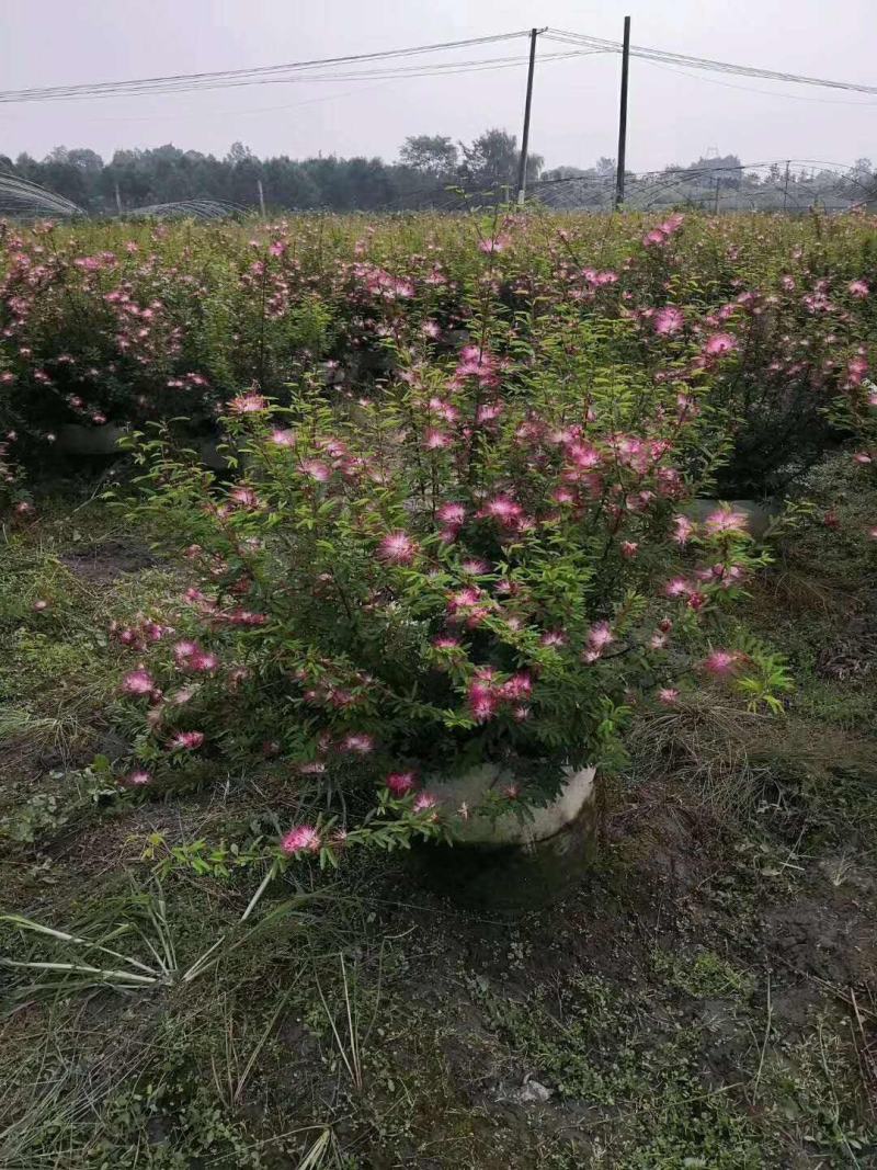 香水合欢树苗合欢花盆栽细叶粉扑花苗室外庭院阳台花卉植物