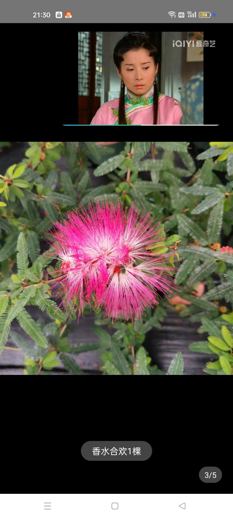 香水合欢树苗合欢花盆栽细叶粉扑花苗室外庭院阳台花卉植物
