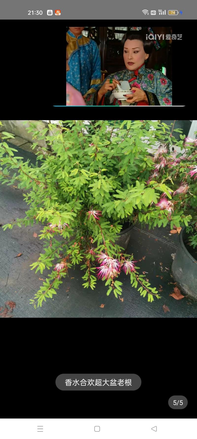 香水合欢树苗合欢花盆栽细叶粉扑花苗室外庭院阳台花卉植物