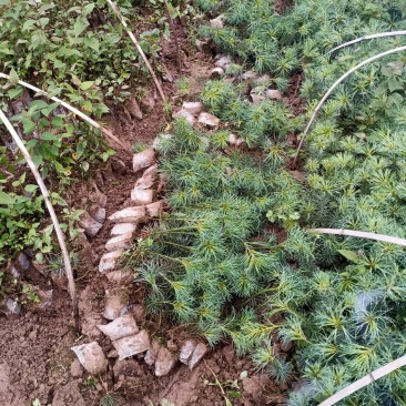华山松基地直发全国发货提供技术指导