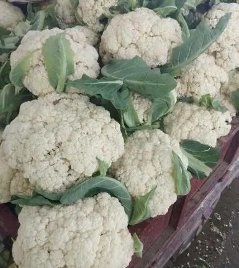 有机花菜大量上市，产地直发，新鲜采摘，欢迎各地客商联系