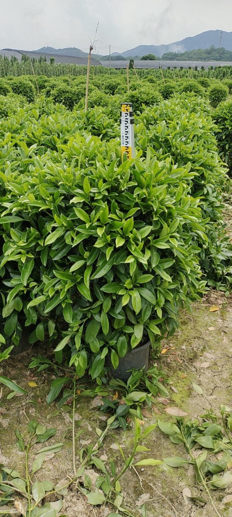 非洲茉莉