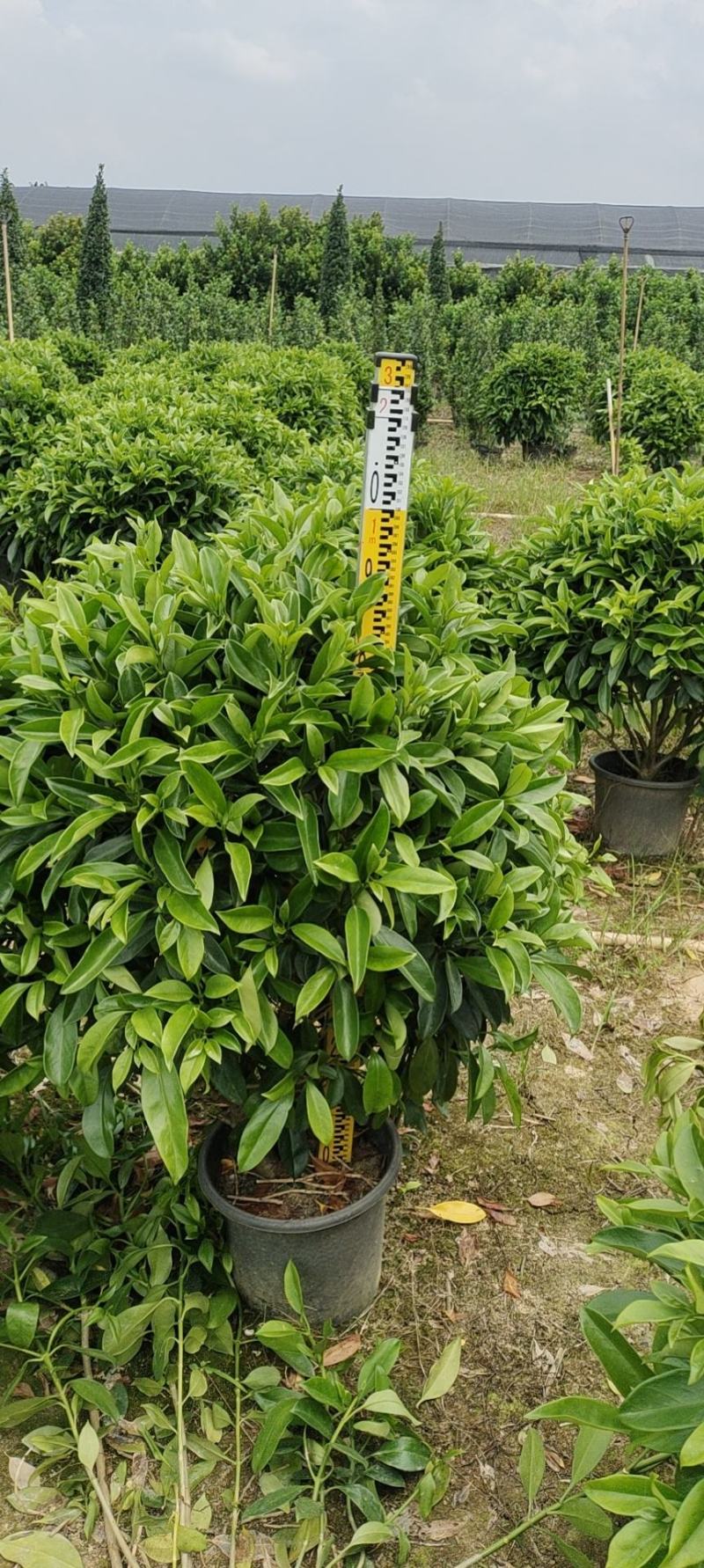 非洲茉莉