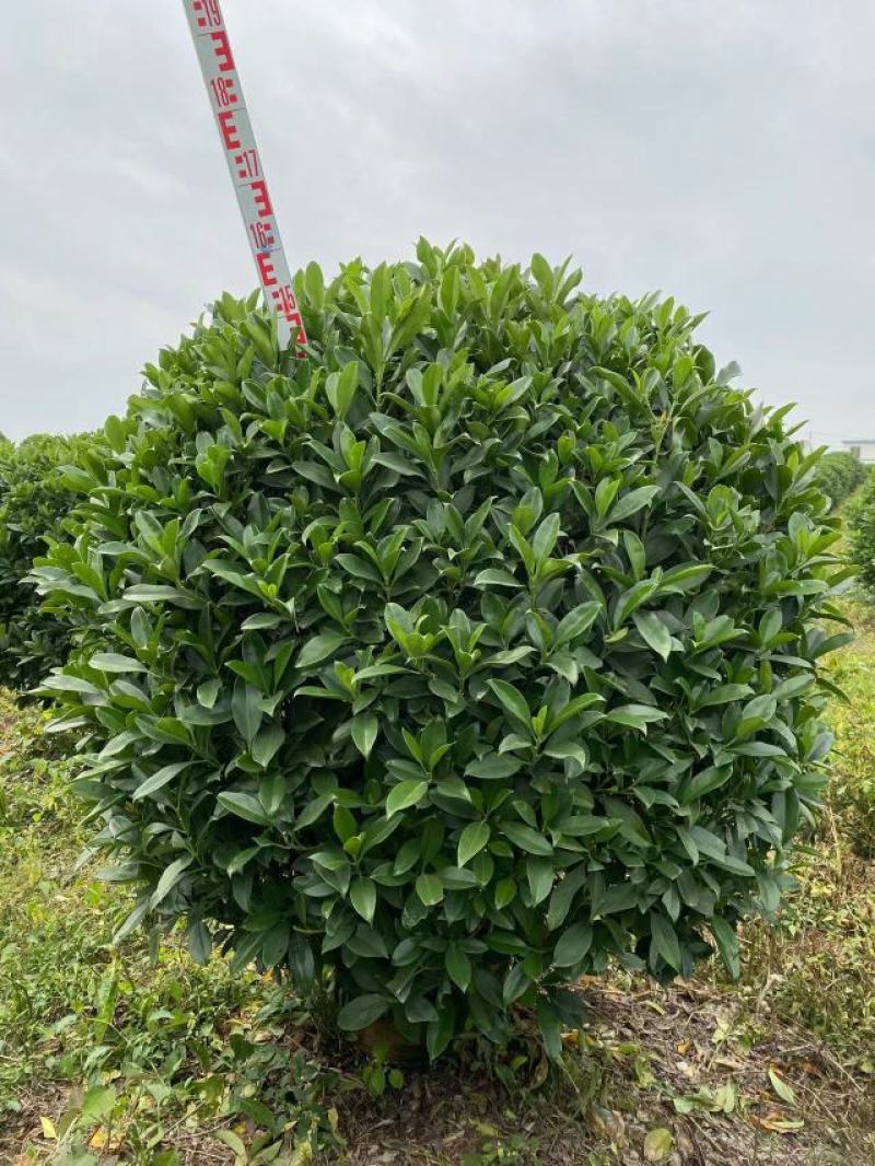 非洲茉莉