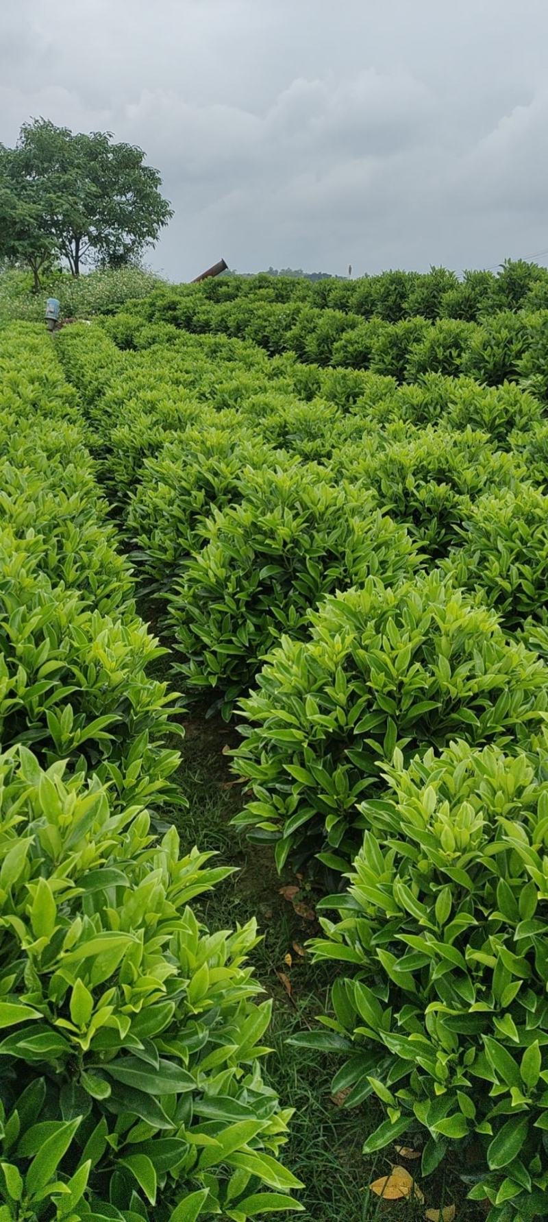 非洲茉莉
