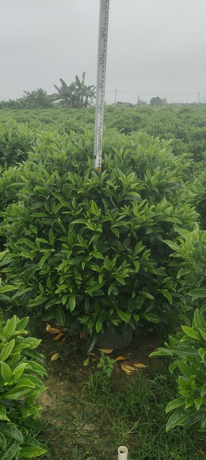 非洲茉莉