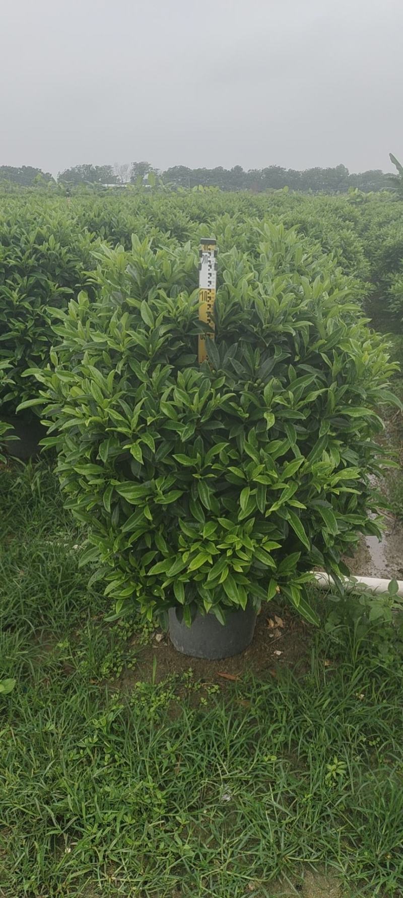 非洲茉莉