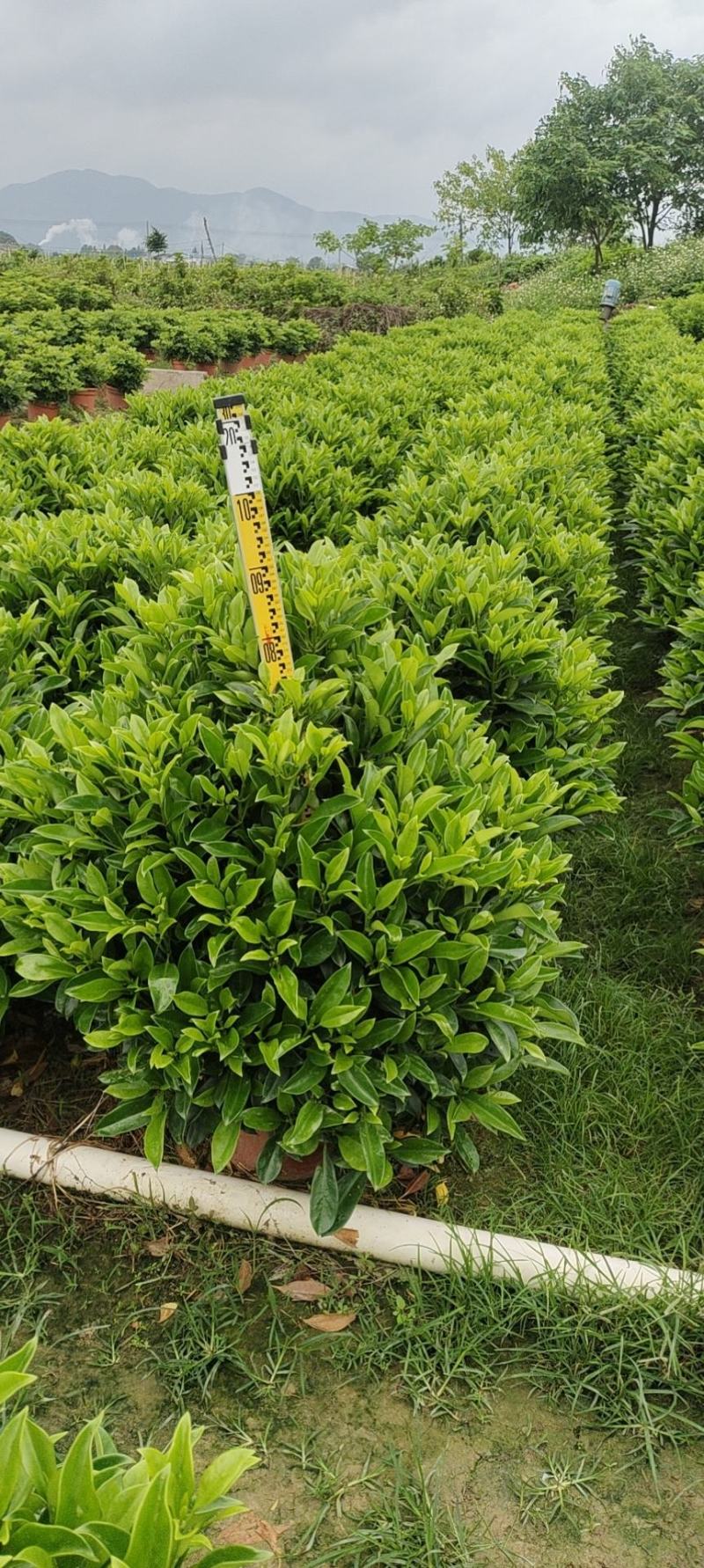 非洲茉莉