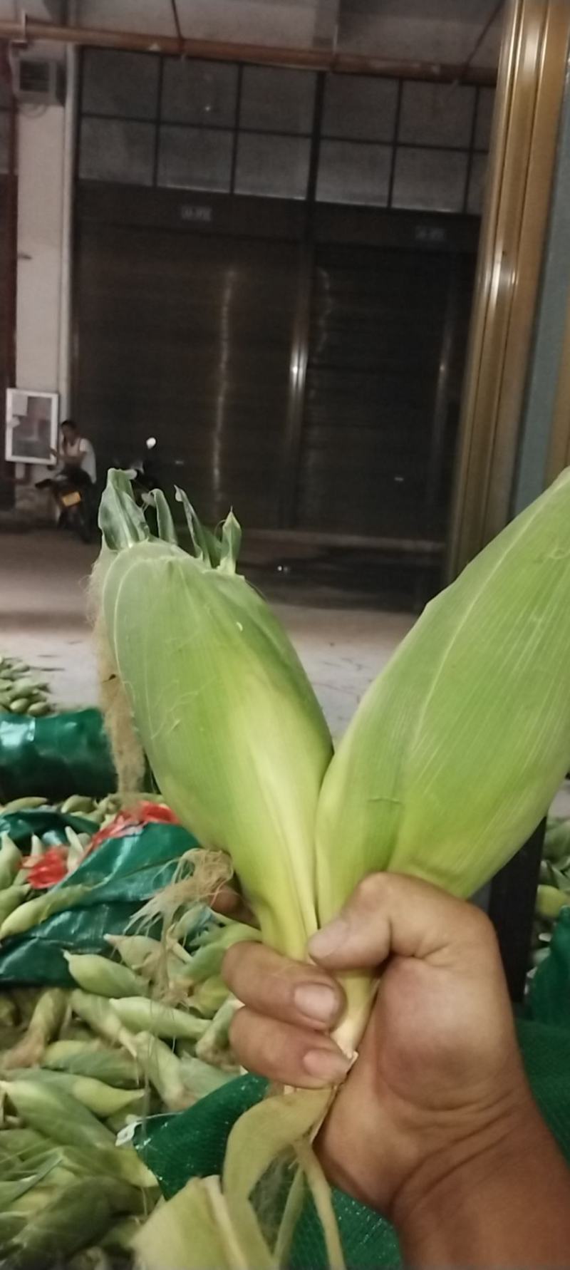 精品玉米