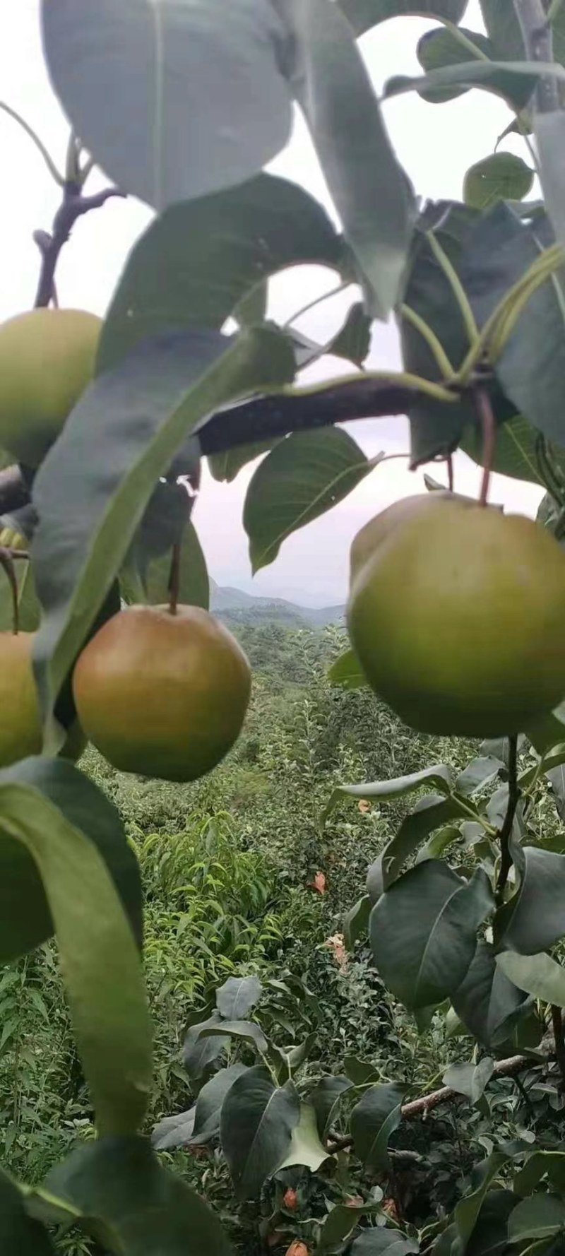 秦皇岛绥中石家庄东北梨玉露香梨梨王玉露香梨玉露香梨