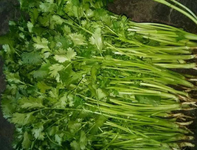 精品香菜大量上市，产地直发，新鲜采摘，欢迎各地客商联系