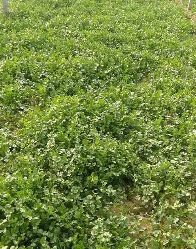 精品香菜大量上市，产地直发，新鲜采摘，欢迎各地客商联系