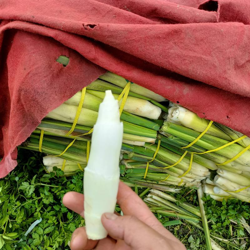 大凉山高山茭白
