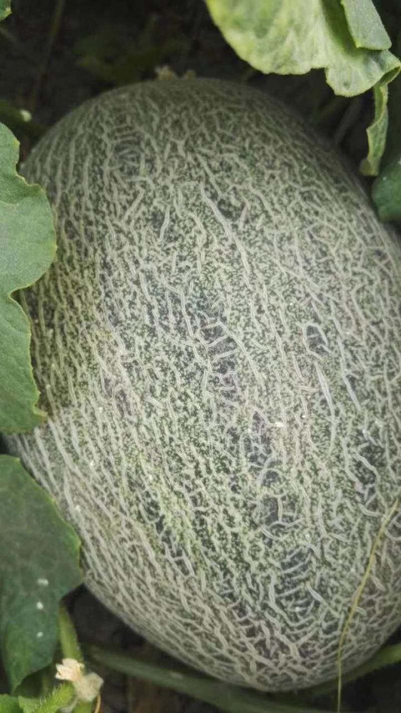 创科蜜28号F1海香蜜哈蜜瓜种子抗病抗裂含糖量高大果商品