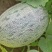 创科蜜28号F1海香蜜哈蜜瓜种子抗病抗裂含糖量高大果商品