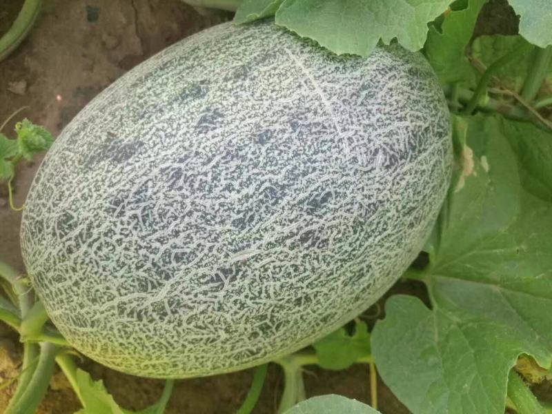 创科蜜28号F1海香蜜哈蜜瓜种子抗病抗裂含糖量高大果商品