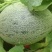 创科蜜28号F1海香蜜哈蜜瓜种子抗病抗裂含糖量高大果商品