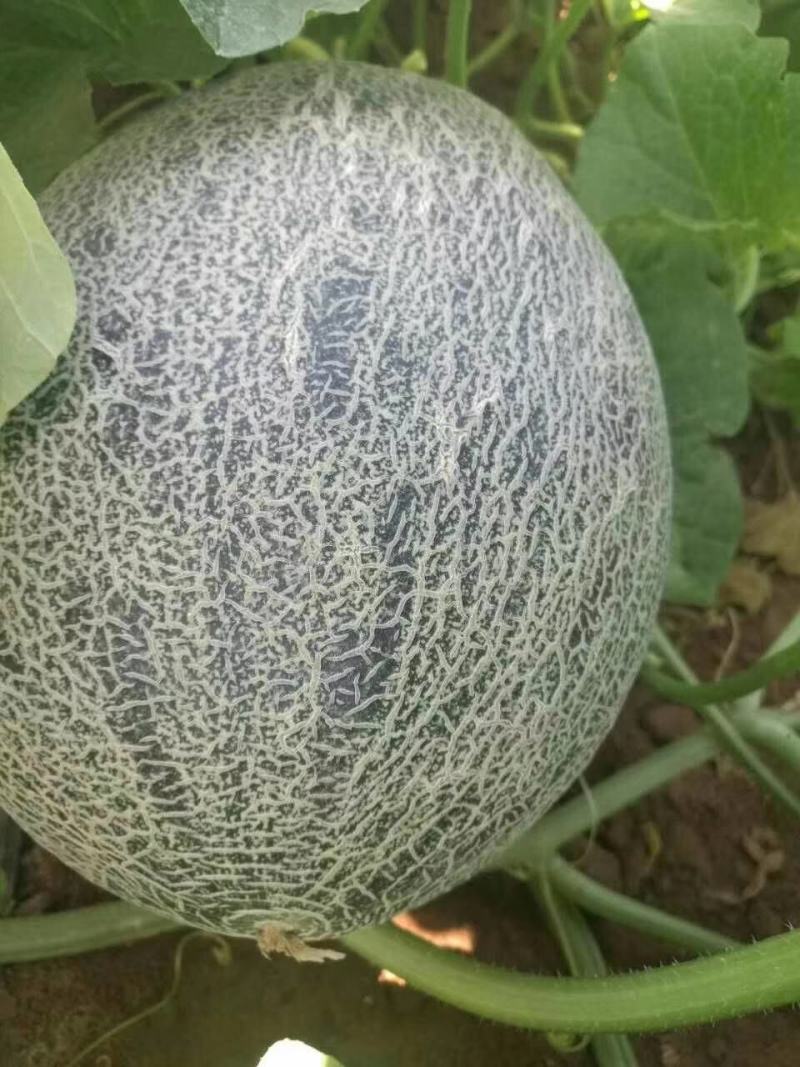 创科蜜28号F1海香蜜哈蜜瓜种子抗病抗裂含糖量高大果商品