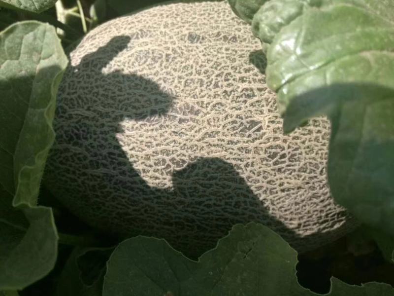 创科蜜28号F1海香蜜哈蜜瓜种子抗病抗裂含糖量高大果商品