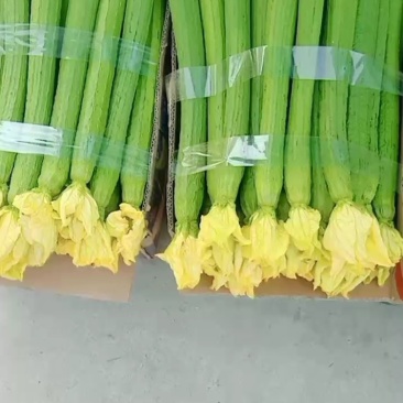 鲜花丝瓜