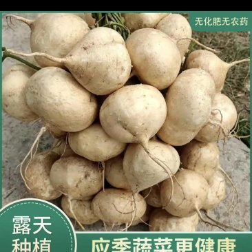凉薯，生鲜