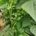 高原夏菜，武山无筋豆王，四季豆，新货上架，品质保证