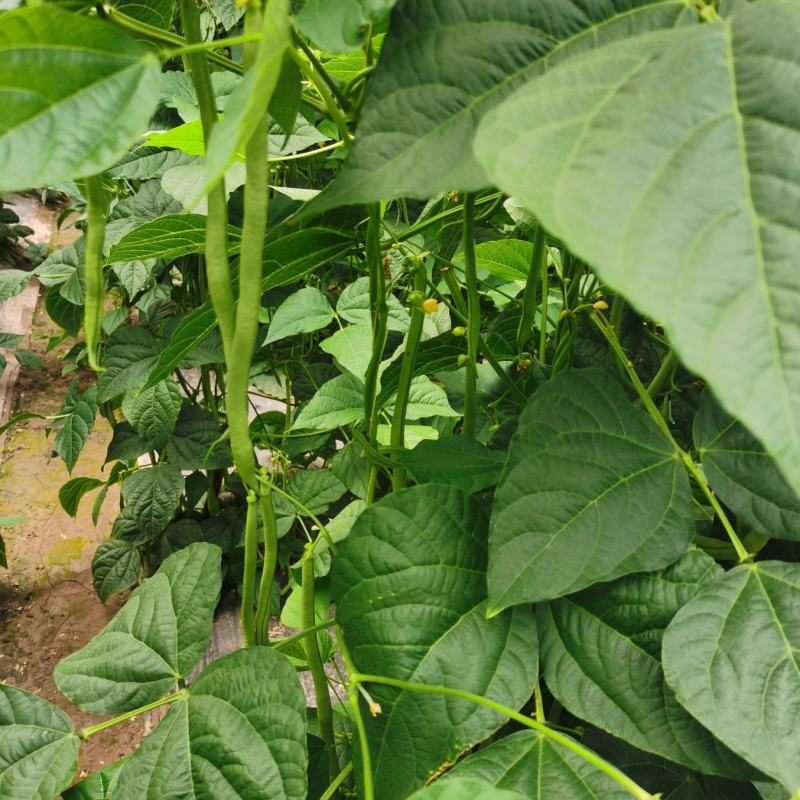 高原夏菜，武山无筋豆王，四季豆，新货上架，品质保证