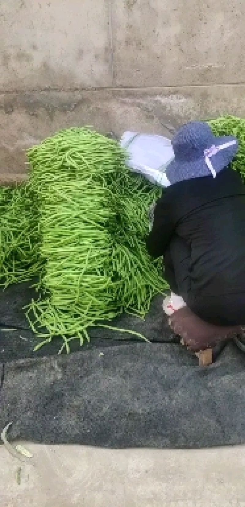 高原夏菜，武山无筋豆王，四季豆，新货上架，品质保证