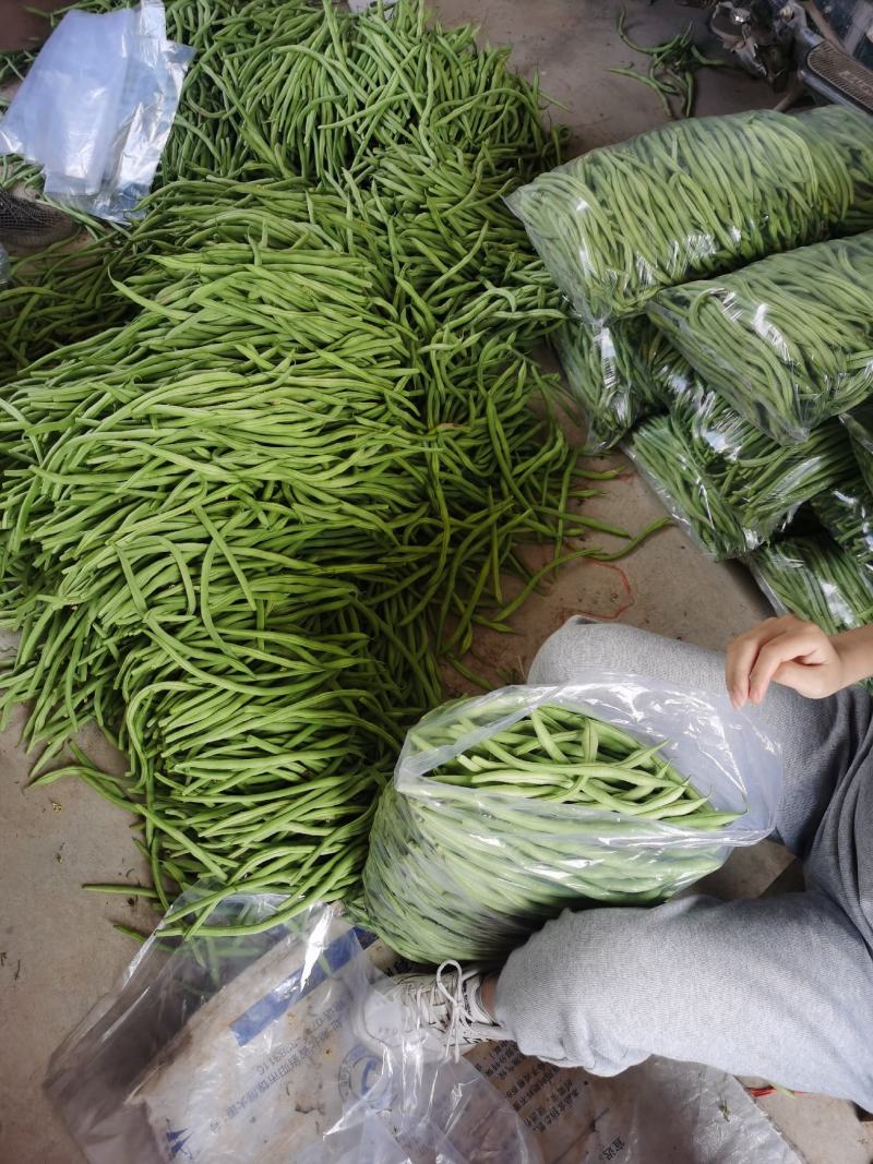 高原夏菜，武山无筋豆王，四季豆，新货上架，品质保证