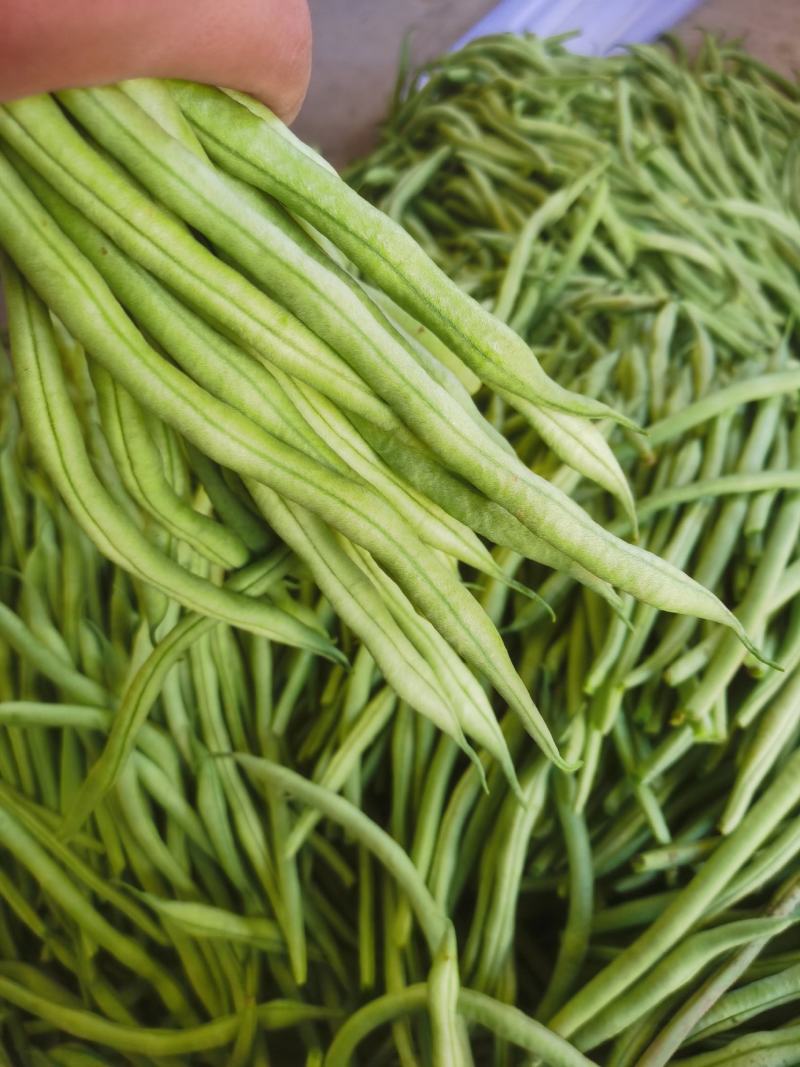 高原夏菜，武山无筋豆王，四季豆，新货上架，品质保证