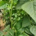 高原夏菜，武山无筋豆王，四季豆，新货上架，品质保证