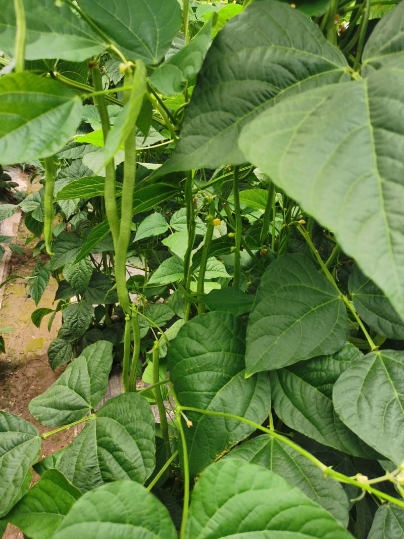 高原夏菜，武山无筋豆王，四季豆，新货上架，品质保证