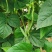 高原夏菜，武山无筋豆王，四季豆，新货上架，品质保证