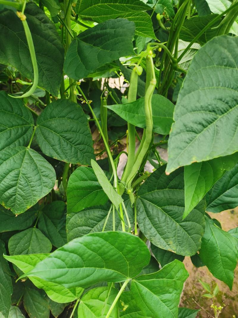 高原夏菜，武山无筋豆王，四季豆，新货上架，品质保证