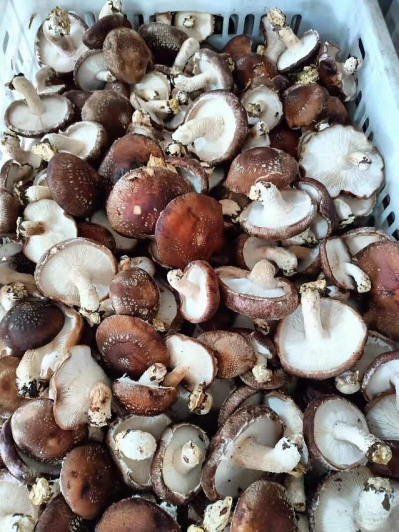 河北邢台菜菇片菇基地货源农户货源直供价格