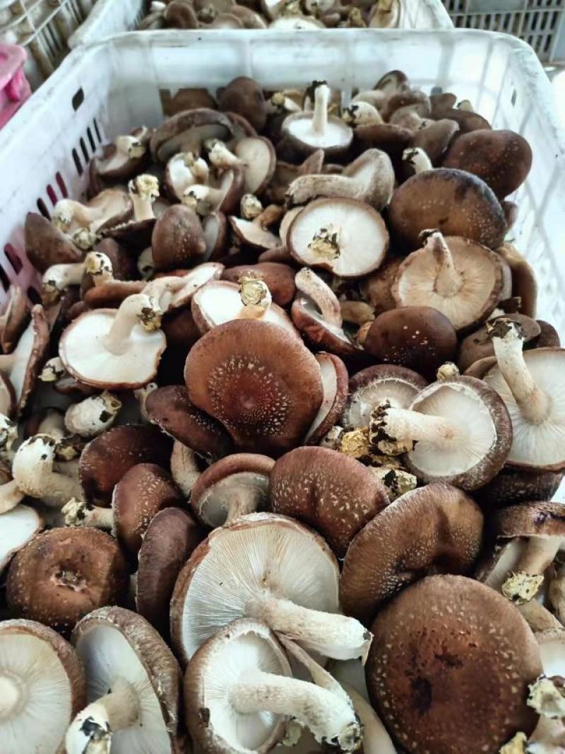 河北邢台菜菇片菇基地货源农户货源直供价格