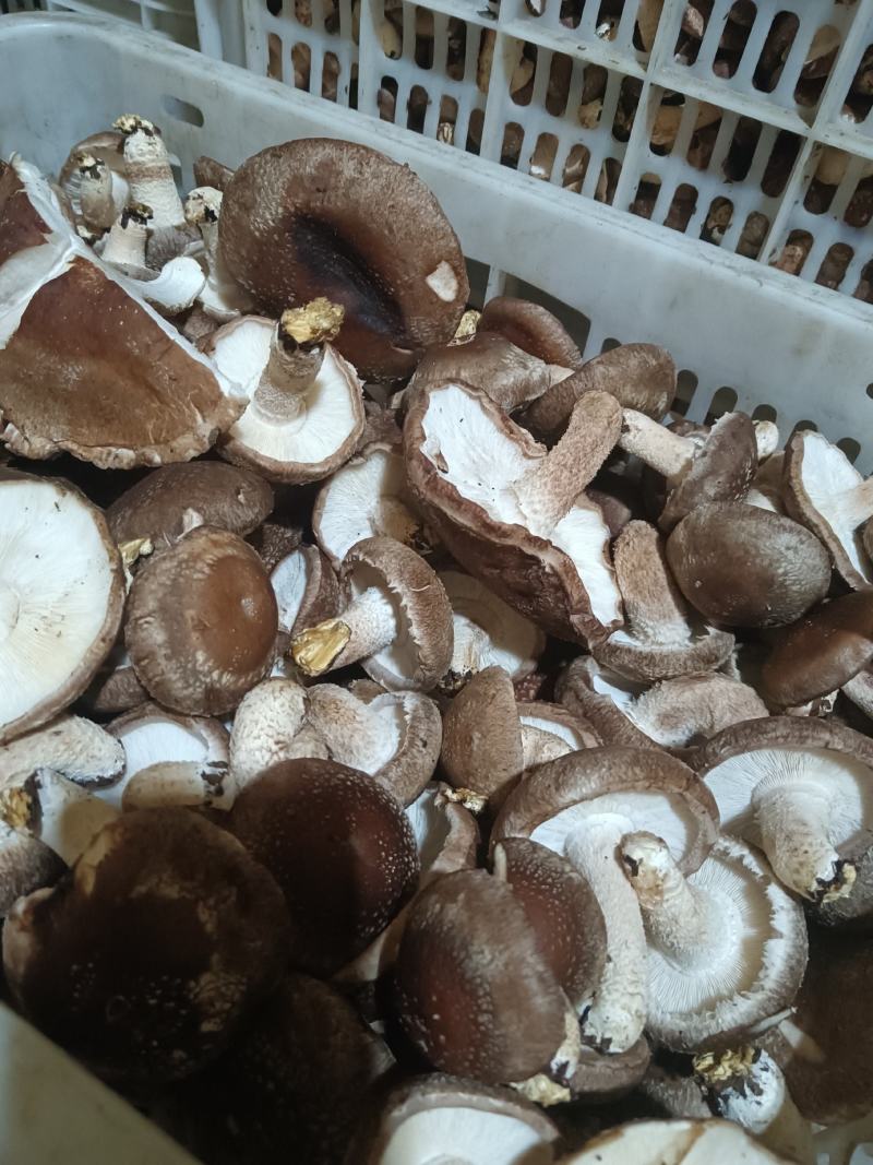 河北邢台菜菇片菇基地货源农户货源直供价格