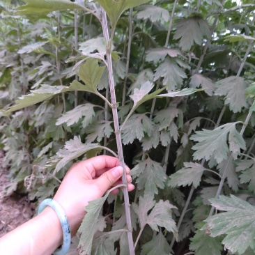 端午艾艾草上市，种植大户