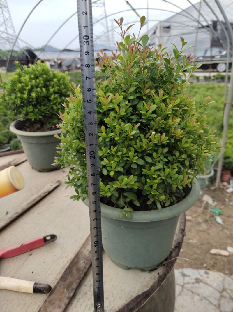 小叶赤楠盆景耐寒耐热植物四季常青阳台室外好养办公室防辐射