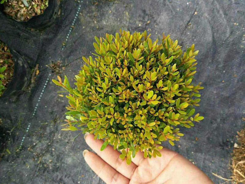 小叶赤楠盆景耐寒耐热植物四季常青阳台室外好养办公室防辐射