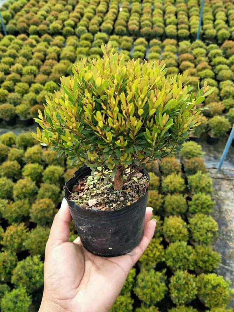 小叶赤楠盆景耐寒耐热植物四季常青阳台室外好养办公室防辐射