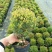 小叶赤楠盆景耐寒耐热植物四季常青阳台室外好养办公室防辐射