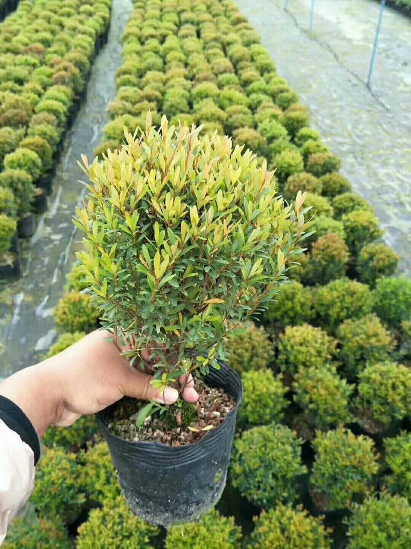 小叶赤楠盆景耐寒耐热植物四季常青阳台室外好养办公室防辐射
