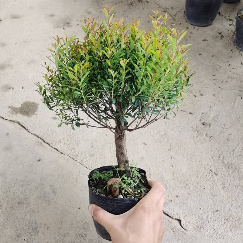 小叶赤楠盆景耐寒耐热植物四季常青阳台室外好养办公室防辐射