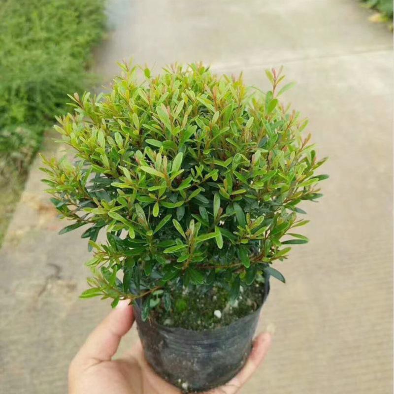 小叶赤楠盆景耐寒耐热植物四季常青阳台室外好养办公室防辐射