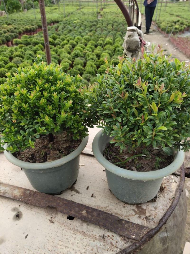 小叶赤楠盆景耐寒耐热植物四季常青阳台室外好养办公室防辐射
